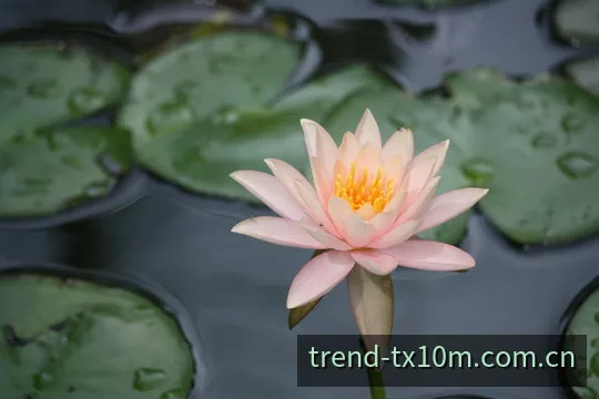 腾讯10分彩历史开奖数据分析背景